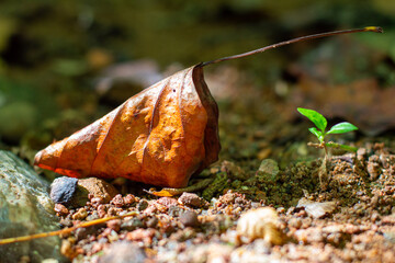 Life and Death: Dead Leaf and Green Leaf