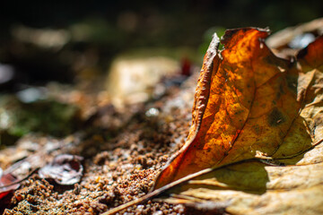 Sunlit Leaf Veins