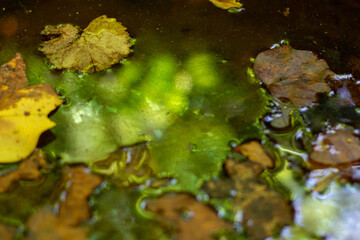 Autumn Leaves on Textured Water