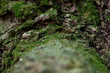 Mossy Tree Trunk and Limb Texture