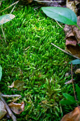 Spongy Creek Moss
