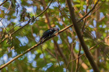 Square-tailed drongo-cuckoo (Surniculus lugubris) at Rabindra Sarabar, Kolkata, West Bengal, India