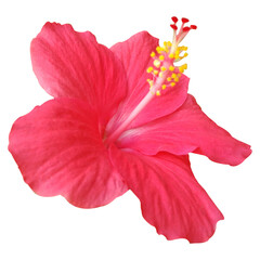 Bright And Red Hibiscus Flower Images © ziaurrahman2701