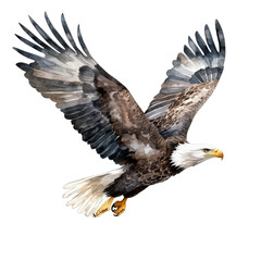 Obraz premium Bald eagle soaring in the clear blue sky above transparent