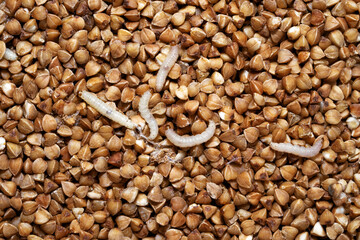 Caterpillars of Indianmeal moth ( Indian-Meal Moth). Plodia interpunctella  is  common pest of stored products and pest of food in homes. Top view.