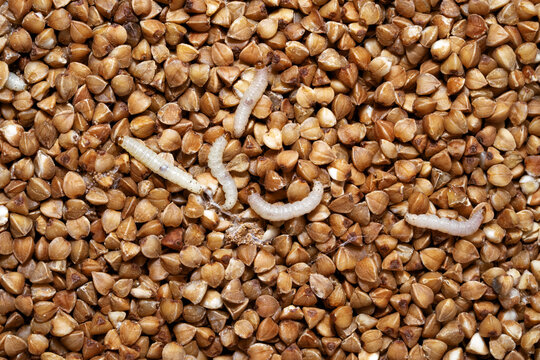 Caterpillars of Indianmeal moth ( Indian-Meal Moth). Plodia interpunctella  is  common pest of stored products and pest of food in homes. Top view.