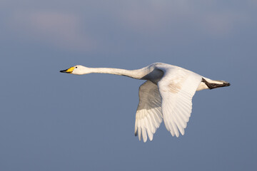 adult Whooper Swan (Cygnus cygnus) in flight against blue sky