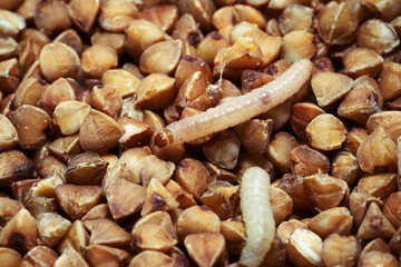Caterpillars of Indianmeal moth ( Indian-Meal Moth). Plodia interpunctella  is  common pest of stored products and pest of food in homes. Top view.