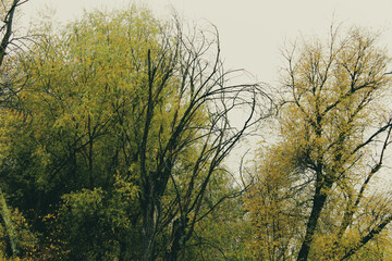Golden and fiery red autumn trees against a clear sky. The leaves shimmer with bright shades, creating a warm and cozy atmosphere