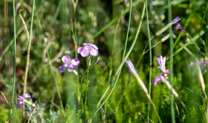 In a field, purple flowers are beautifully growing among the grass