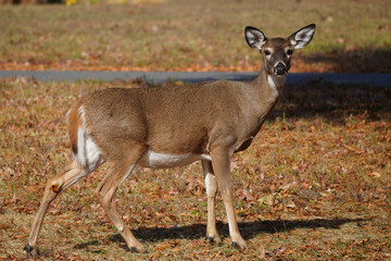The white-tailed deer (Odocoileus virginianus)  is a medium-sized species of deer native to North America.