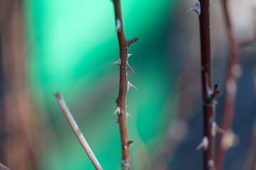 This depicts a striking close up of a tree branch featuring sharp thorns