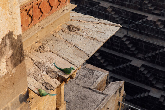 Parakeets perch on the edge of a stepwell in India