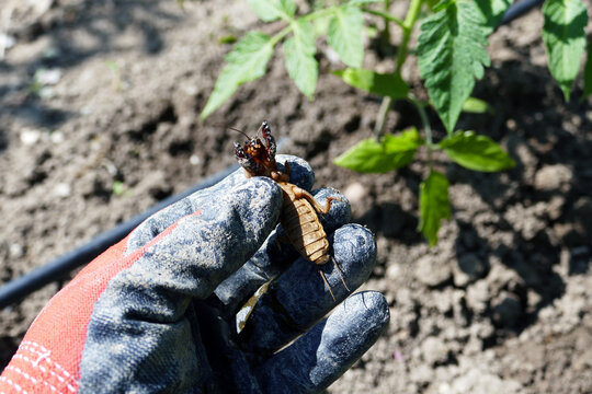 Gryllotalpa bug, an agricultural pest, breaks and damages plant and vegetable seedlings,