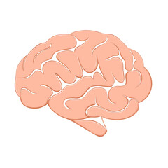 illustration of a human brain on a transparent background.