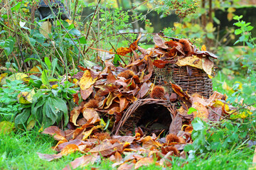 autumn leaves on the ground, Shelter for hibernators,
Natural gardens are the best hedgehog...