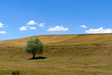 Obraz premium willow trees, one of the tree species of the continental climate, close-up of willow trees,
