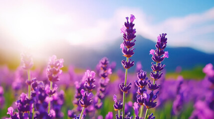Naklejka premium Calm lavender field under blue sky with mountains in background