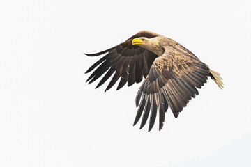 Eagle