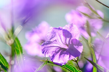 Vibrant purple flowers basking in the sunlight on a warm afternoon, surrounded by lush green leaves in the garden - Powered by Adobe