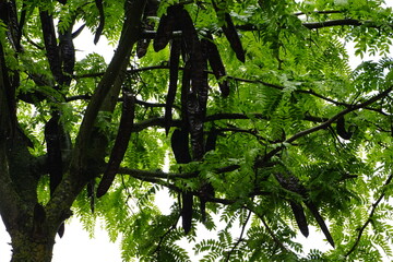A tall and robust tree filled with a multitude of green leaves and branches