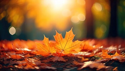  Orange maple leaves on the ground with a bokeh effect defocused background 