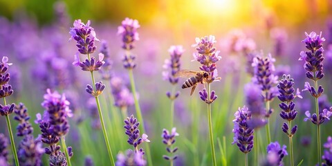 Obraz premium Delicate purple lavender blooms in a lush green meadow with a few wild bees buzzing around, field, landscape