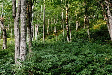 Obraz premium Beautiful mysterious autumn forest. Wild nature.