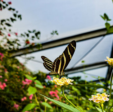 Zebrafalter Schmetterlingspark Uslar
