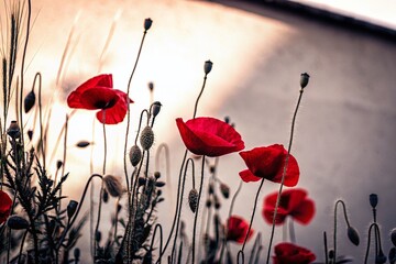 Vibrant Red Poppy Flowers on Soft Pastel Watercolor Background - Low Light Artistic Nature Photography