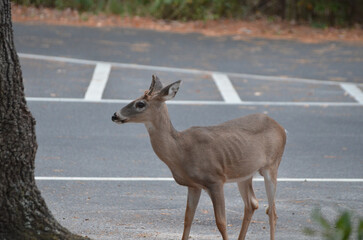 Young buck in fall standing with head up in campground
