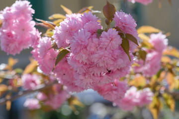 A beautiful close up of vibrant pink flowers blooming on a tree branch