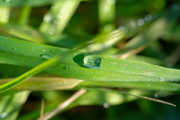 A detailed close up view of a drop of water resting on a green leaf