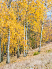Fototapeta premium Autumn birches with golden leaves in a serene forest landscape in Sweden showcasing the beauty of seasonal change