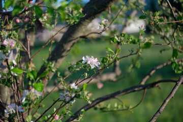 A detailed close up view of a tree branch adorned with flowers and leaves