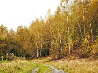 Ein Weg in einen Birkenhain mit goldenem Laub im Herbst 