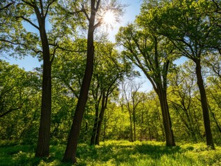 Fototapeta premium Sunlit Forest Path