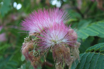 Pink flower with a blurry background of a flower field