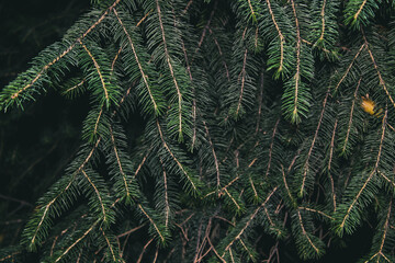 A green Christmas tree with thick, fluffy branches covered with a light coating of snow. Its emerald needles create a feeling of freshness and celebration, as if inviting you into a winter fairy tale.