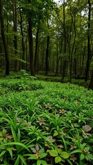 Fototapeta premium Lush green grass covering the forest floor creating a natural carpet of vibrant foliage, nature, lush, grass