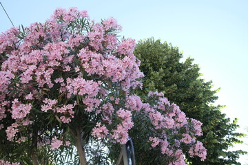 A vibrant tree adorned with pink flowers set against a clear blue sky