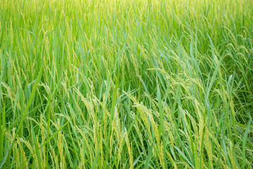Bountiful green rice ears in fertile fields. Close up gold paddy green leaves rice field