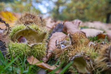 Woodland floor in Autumn covered in leaf litter and sweet chestnuts from nearby trees