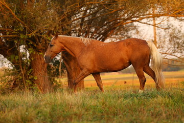A beautiful horse walks in the meadow and eats grass