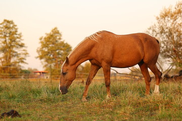 A beautiful horse walks in the meadow and eats grass