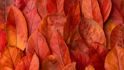 Fallen autumn leaves background made of fallen red yellow autumn leaves