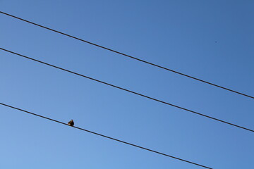 Bird on an overhead cable with a blue sky in the background