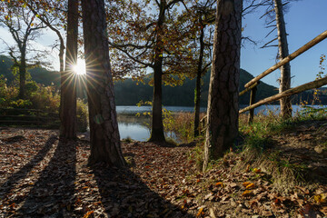 Forest landscape of Montiggl in Eppan in South Tyrol.