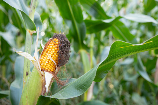Fresh corn on the cob , still attached to the corn stalk.