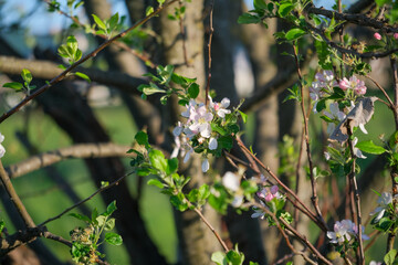 Closeup view of a tree branch with flowers and vibrant leaves